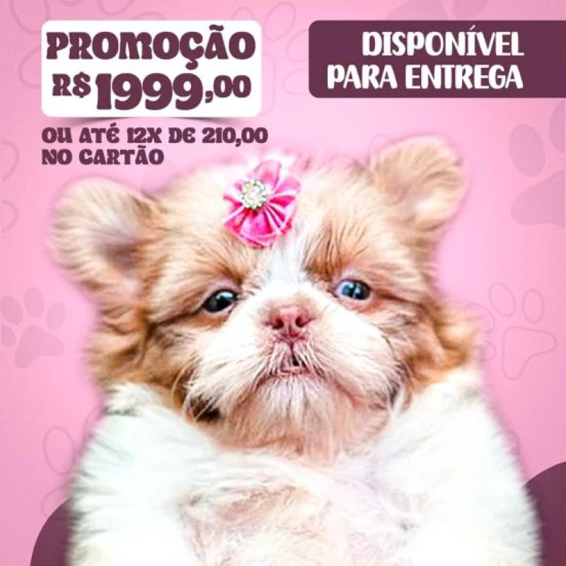 Filhote de Shitzu Femea Galego