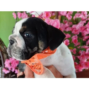 Filhote de Bulldog Inglês Exótico