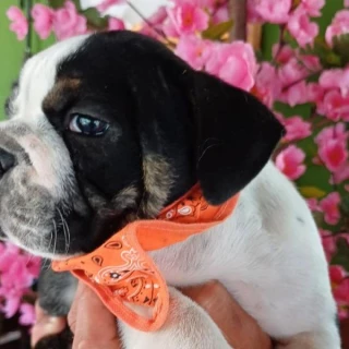 Filhote de Bulldog Inglês Exótico