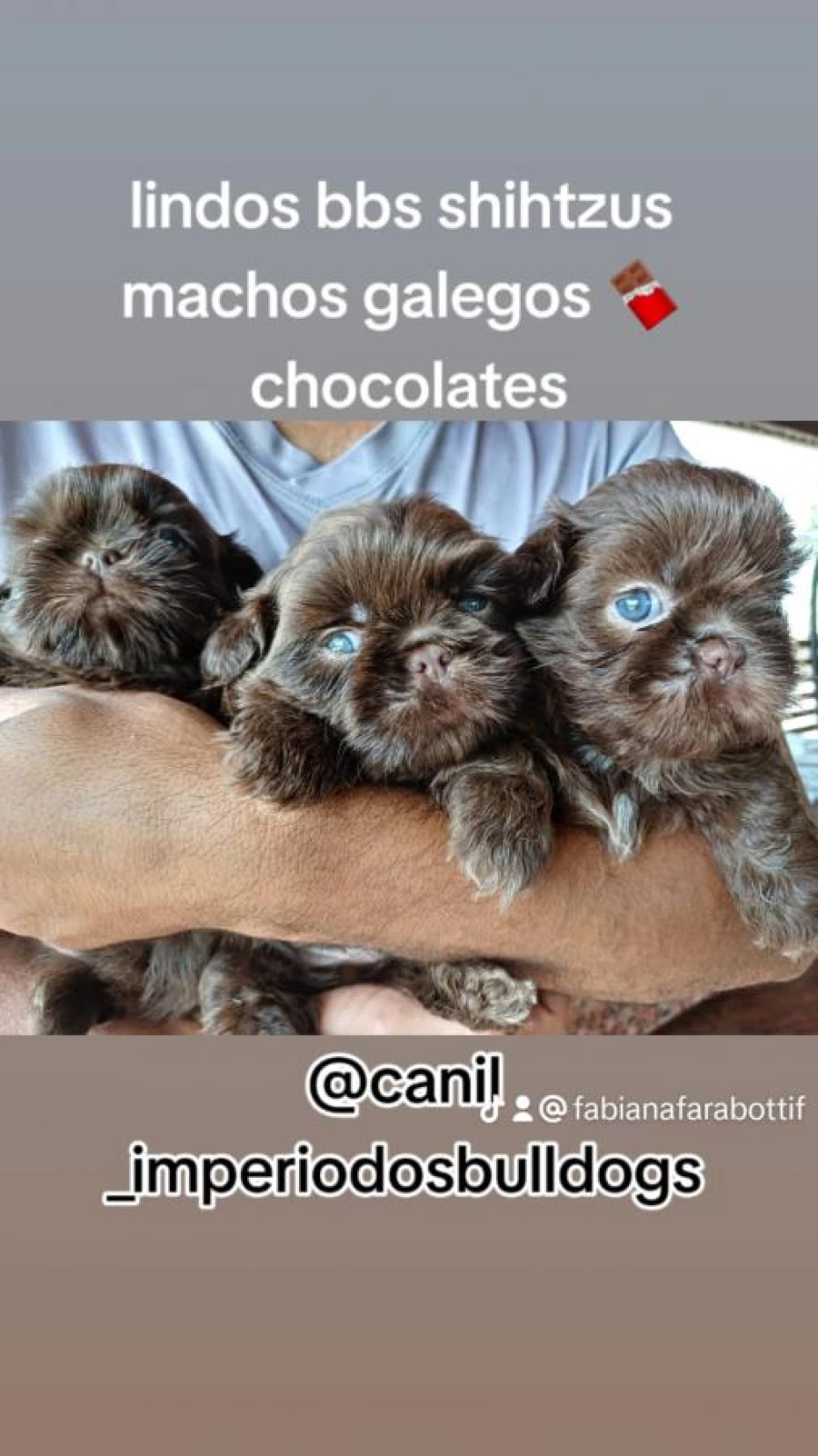 Foto 42:  — Canil Império dos BBS