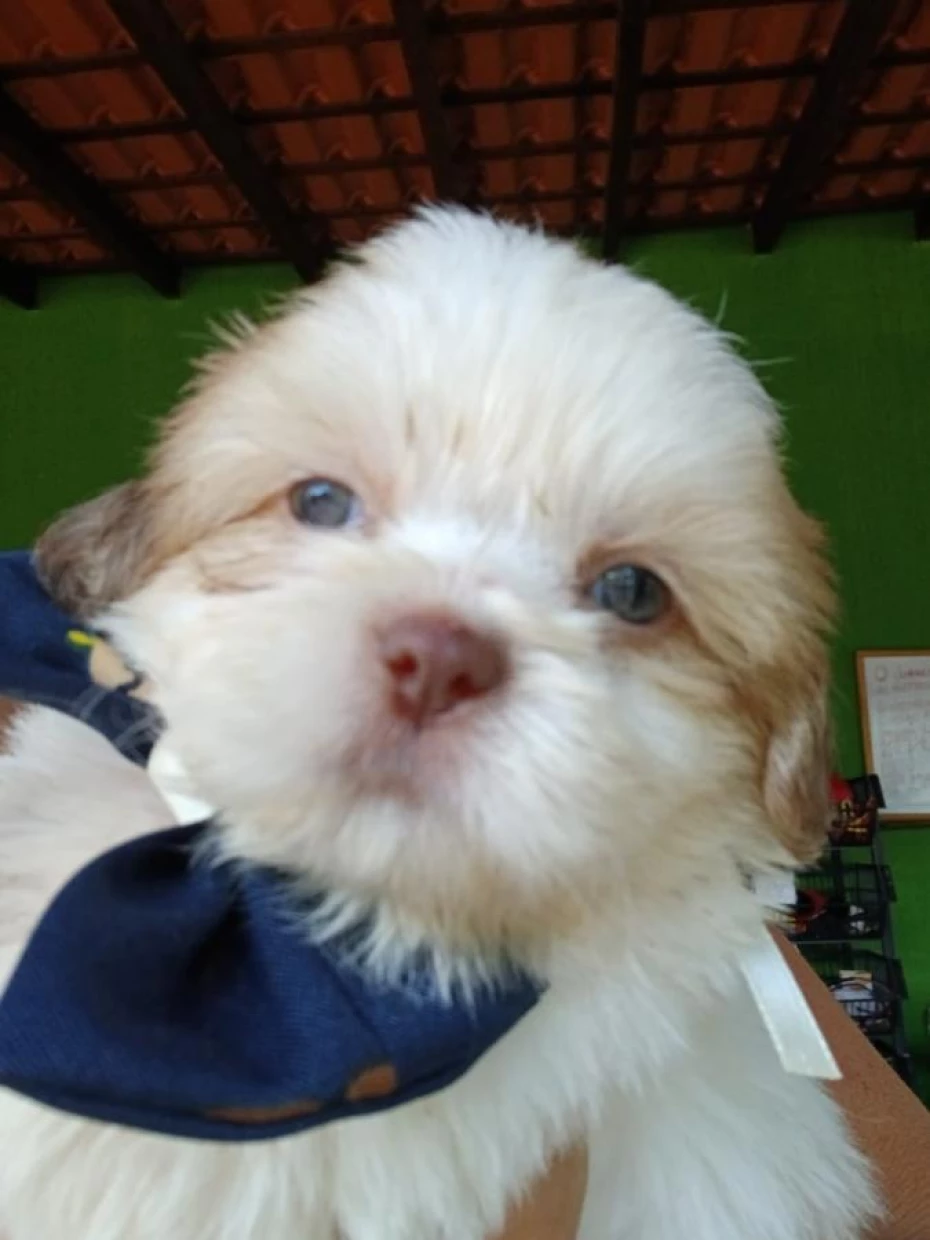 Foto 41:  — Canil Império dos BBS