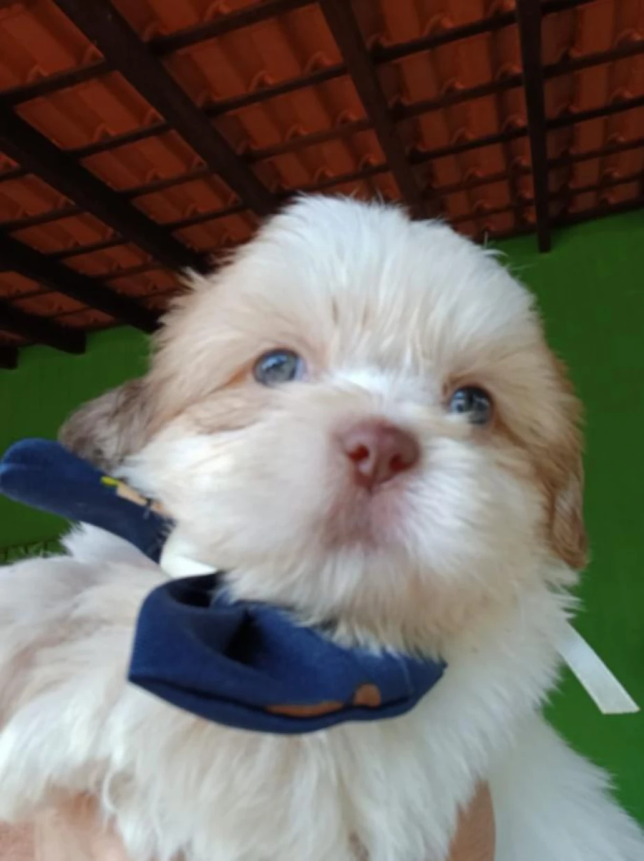 Foto 40:  — Canil Império dos BBS