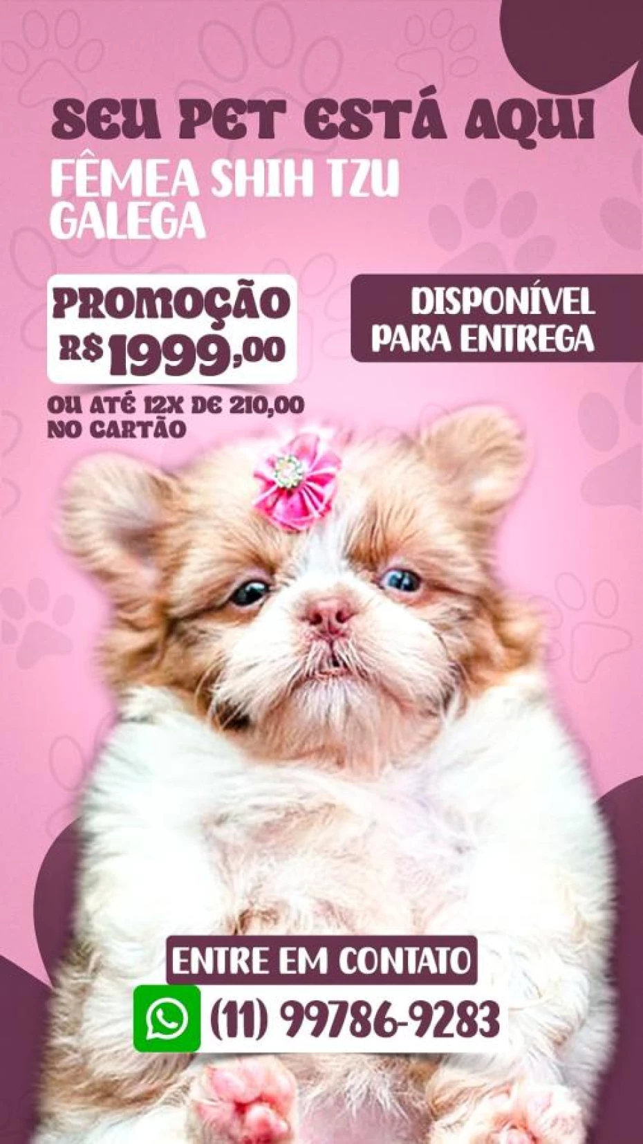 Foto 26:  — Canil Império dos BBS